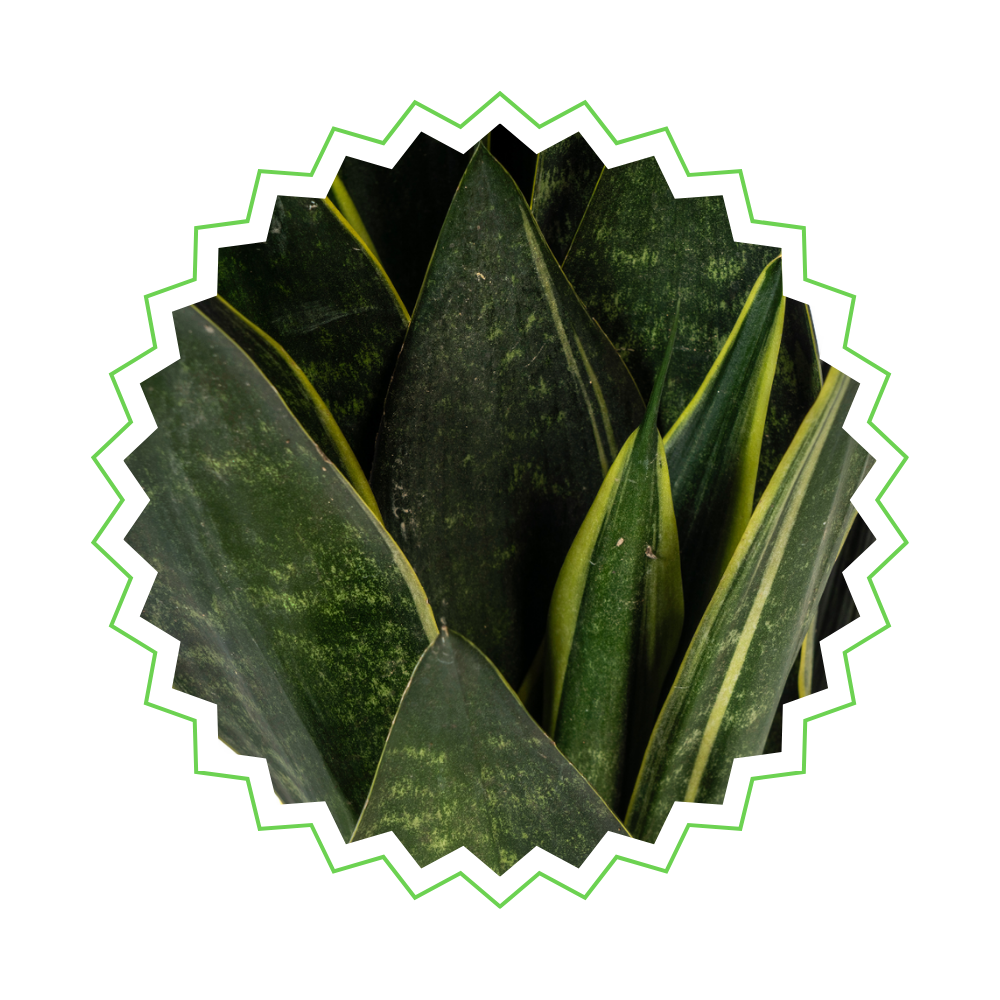 Sansevieria Trifasciata "Futura Black" - Bogenhanf - 〈⭥50cm〉