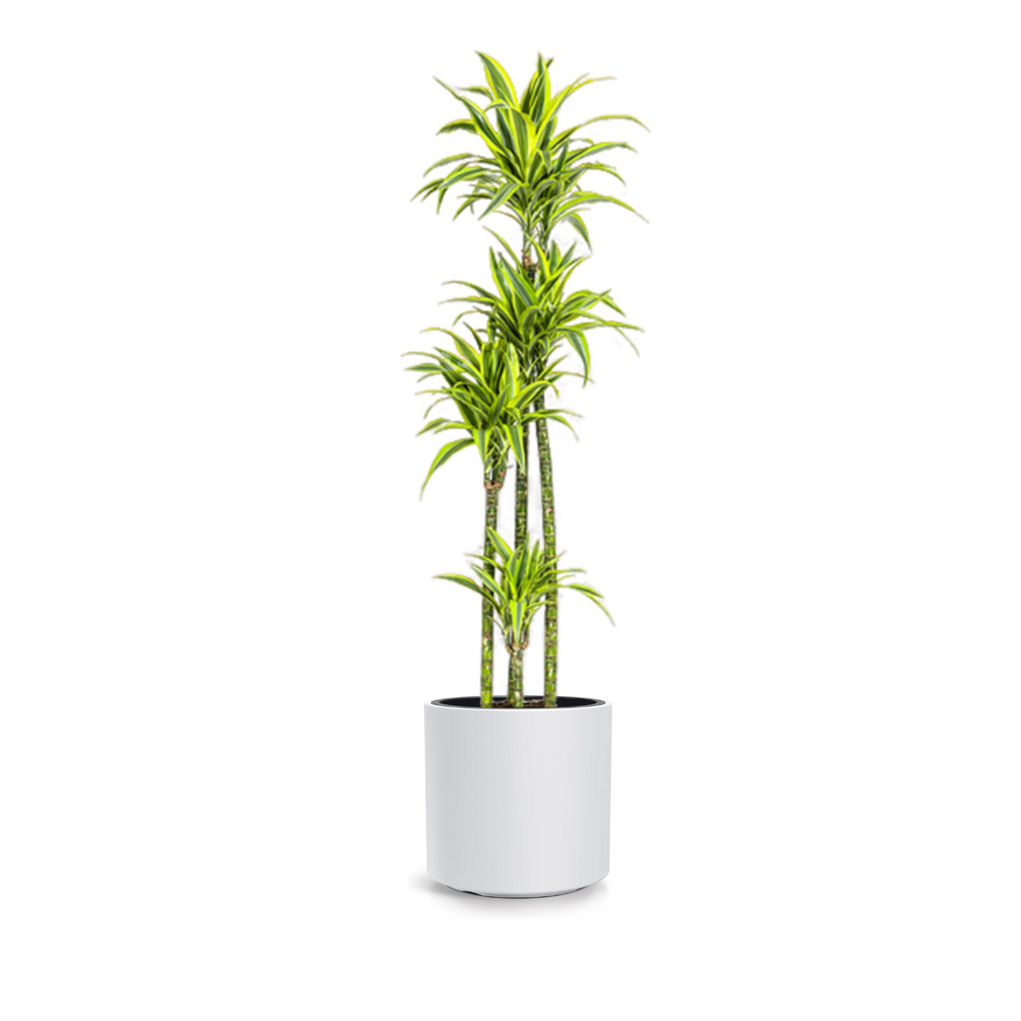 Dracaena Deremensis "Lemon Lime" - ⭥180cm