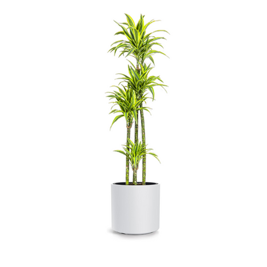 Dracaena Deremensis "Lemon Lime" - ⭥180cm