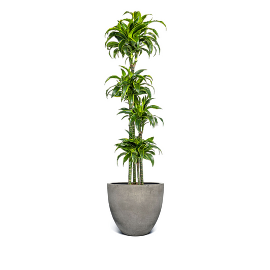 Dracaena Deremensis "Dorado" - ⭥180cm