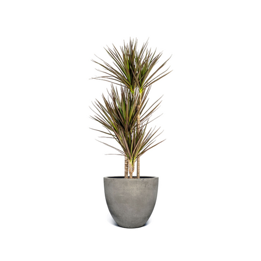 Dracaena Marginata "Magenta" - ⭥120cm