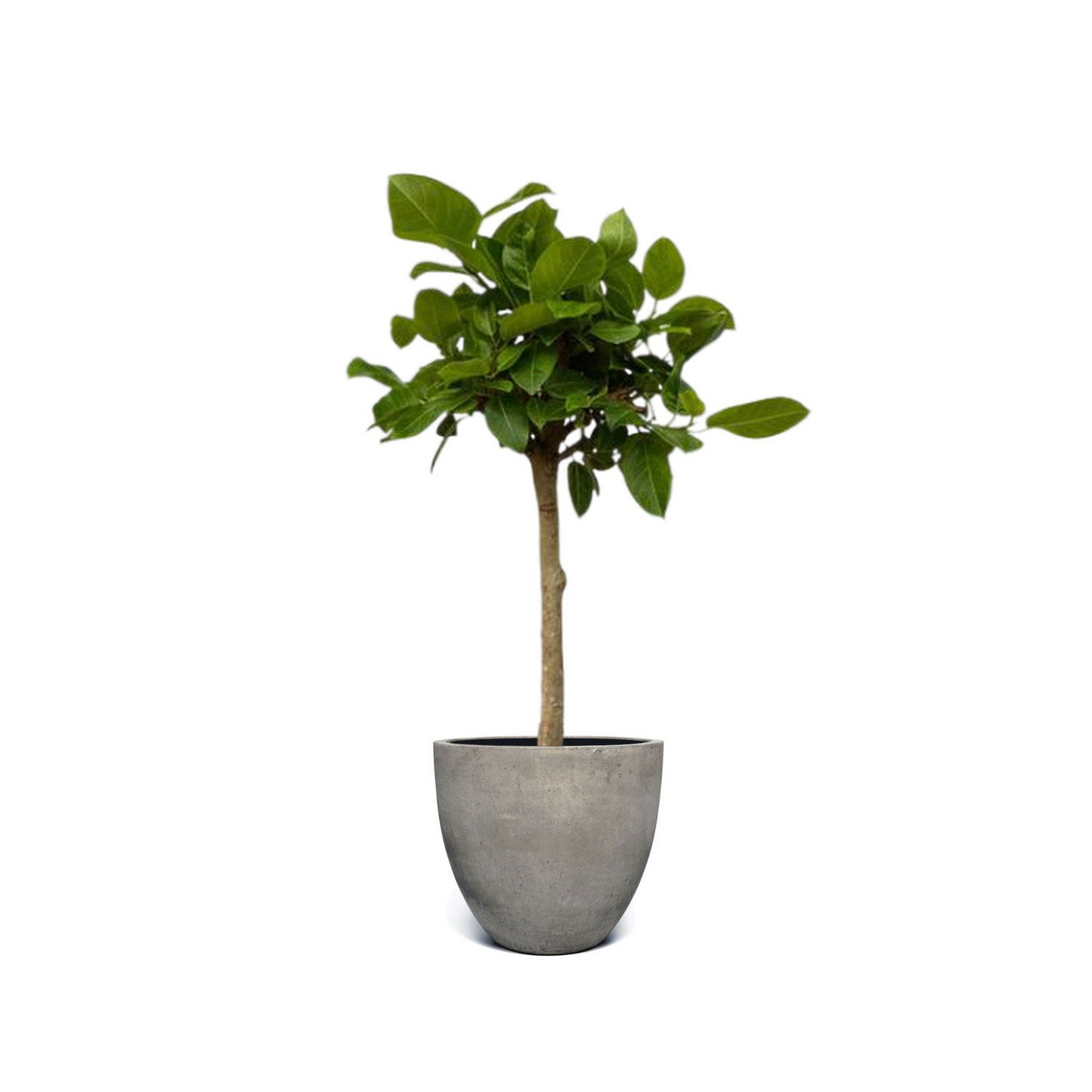Ficus Altissima Variegata - ⭥100cm
