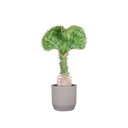 Grüne Euphorbia Lactea Cristata- ⭥35cm
