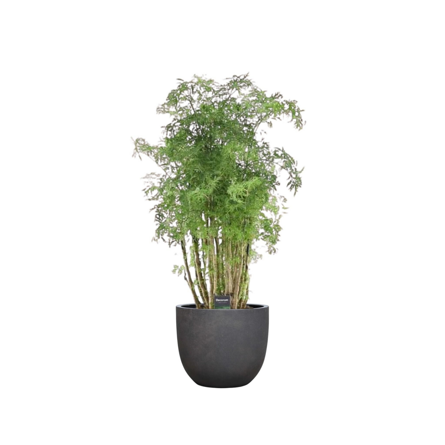 Polyscias Hawaiiana Ming - "Ming-Aralia" - ⭥90cm