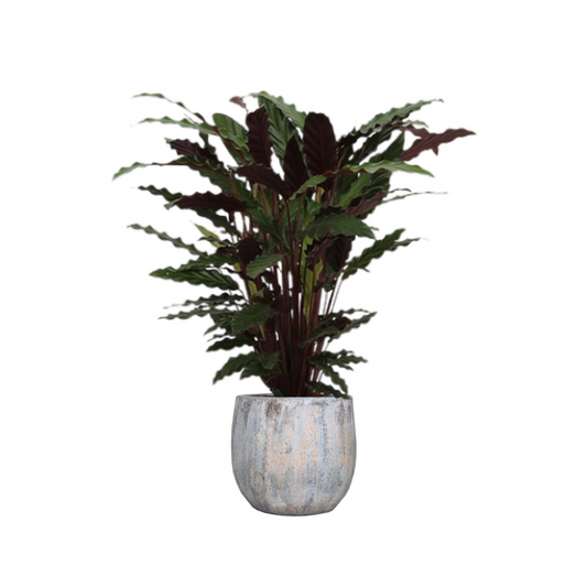 Calathea Wavestar - ⭥80cm