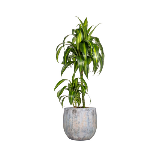 Dracaena Deremensis "Hawaiian Sunshine" - ⭥80cm