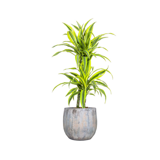 Dracaena Deremensis "Lemon Lime" - ⭥80cm