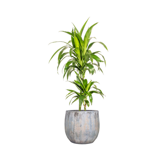 Dracaena Deremensis "Lisa" - ⭥80cm
