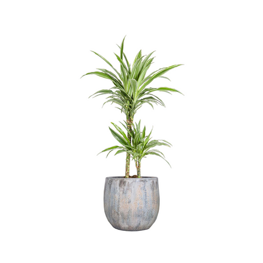 Dracaena Deremensis "White Stripe" - ⭥80cm