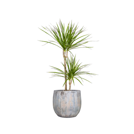 Dracaena Marginata "Green" - ⭥80cm
