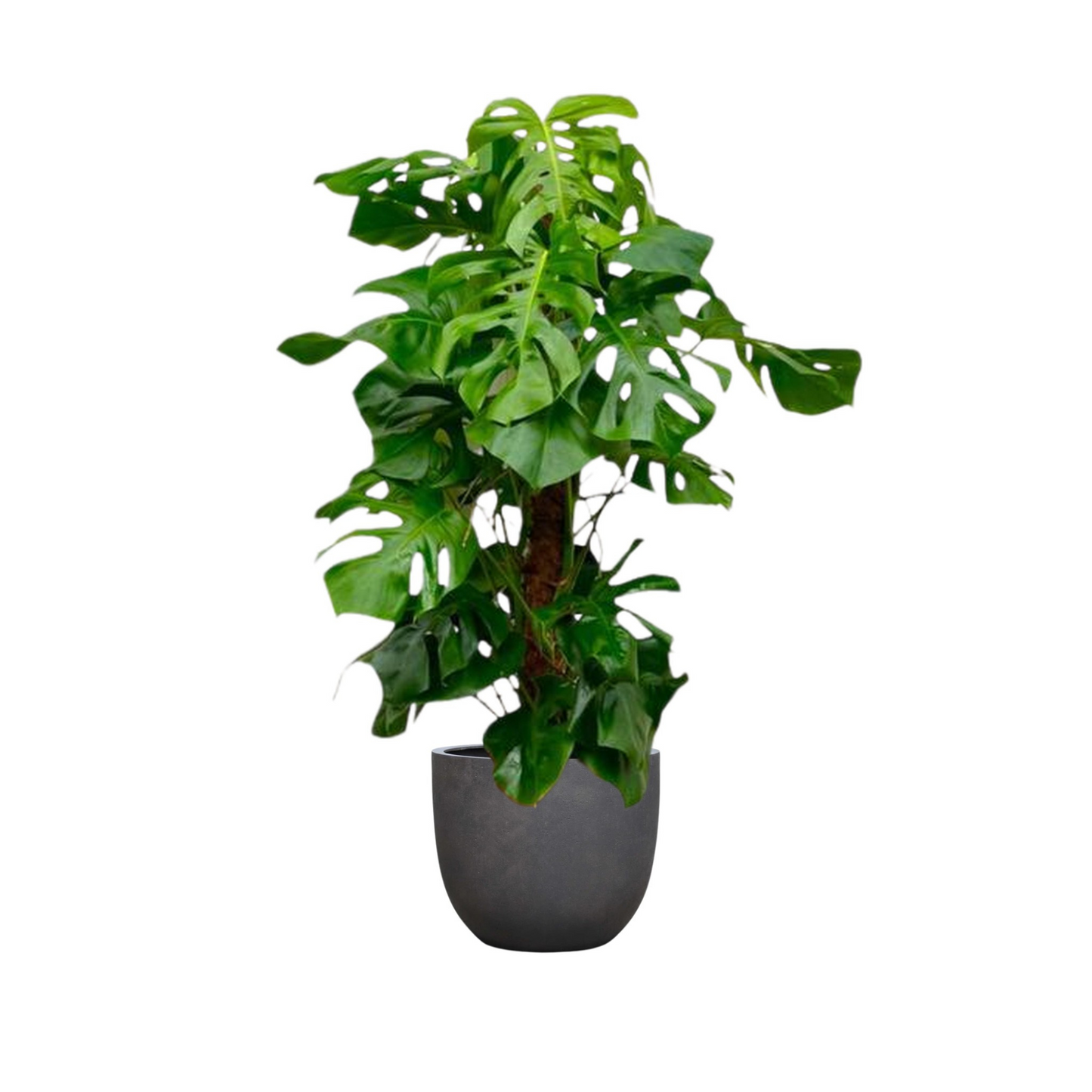Monstera Deliciosa am Moosstab - "Fensterblatt" - ⭥150cm