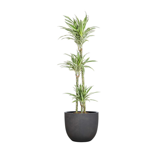 Dracaena Deremensis "White Stripe" - ⭥140cm