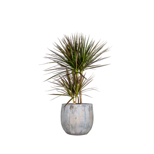 Dracaena Marginata "Magenta" - ⭥60cm