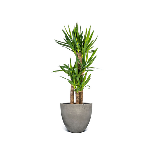 Yucca Elephantipes - "Palmlilie" - ⭥100cm