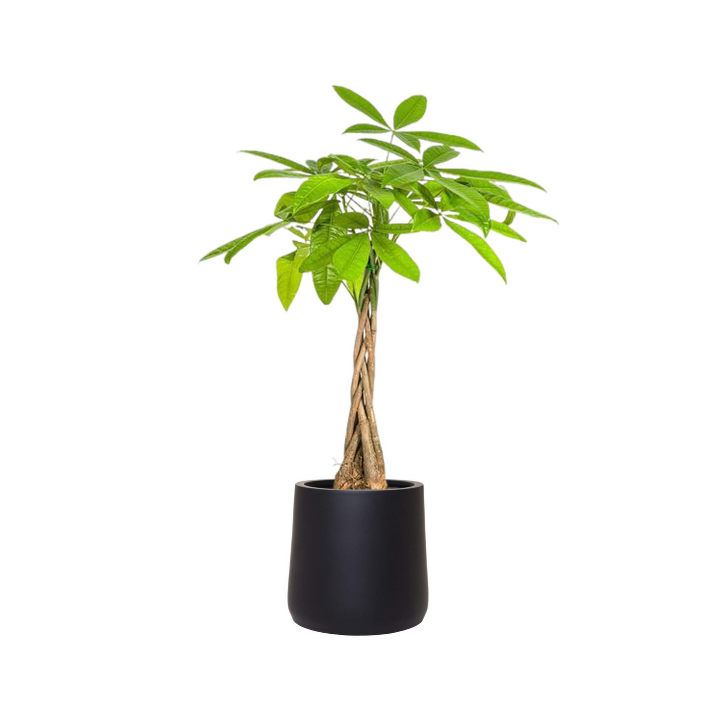Pachira Aquatica - "Glückskastanie" - ⭥80cm