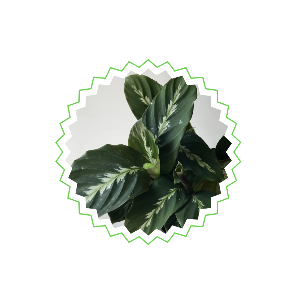 Calathea Maui Queen "Königin-Korbmarante" - 〈⭥35cm〉