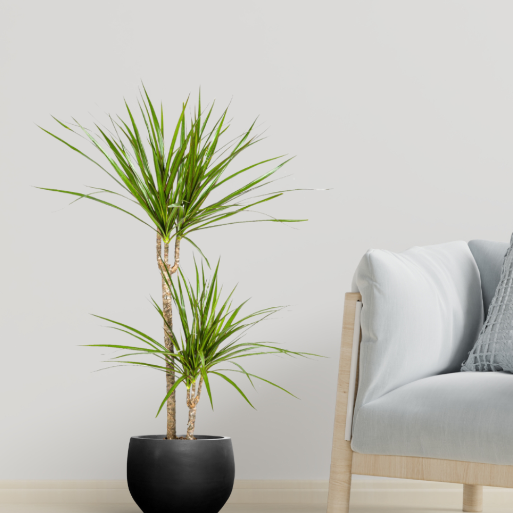Dracaena Marginata "Green" - ⭥80cm