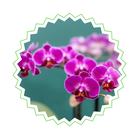 Lila Orchidee "Morelia" - ⭥35cm - mit Ziertopf Groove in Gold