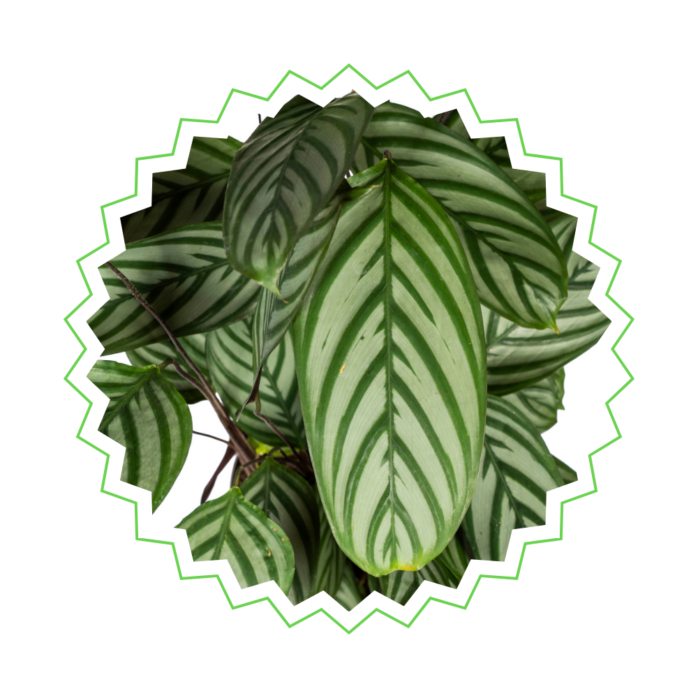 Calathea Oppenheimiana - ⭥90cm