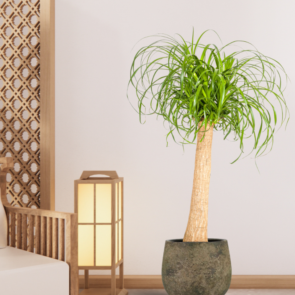 Beaucarnea Recurvata - "Elefantenfuß" - ⭥90cm