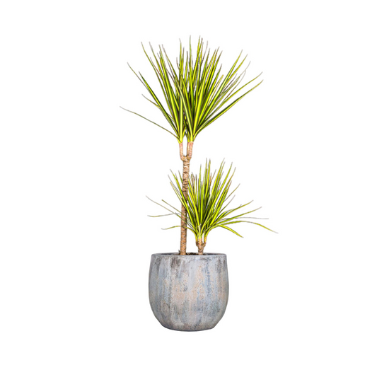 Dracaena Marginata "Sunray" - ⭥90cm