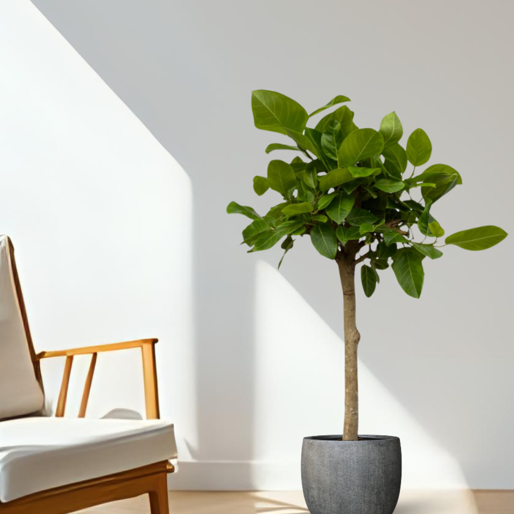 Ficus Altissima Variegata - ⭥100cm