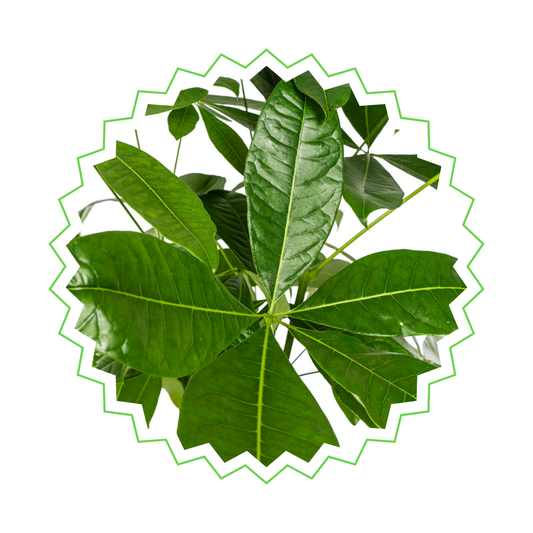 Pachira Aquatica - "Glückskastanie" - ⭥130cm