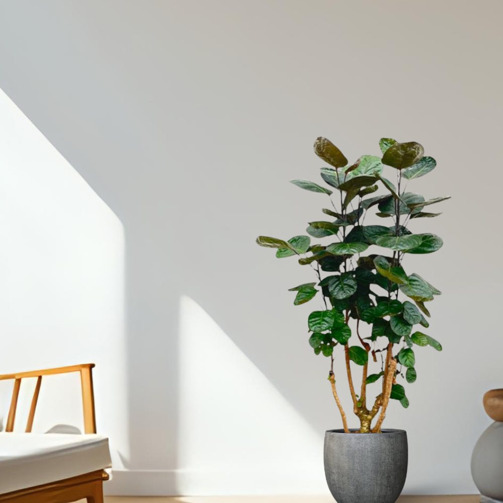Polyscias Fabian - ⭥130cm