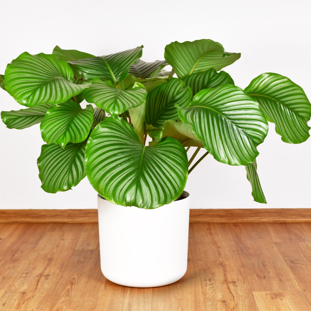 Calathea Orbifolia - ⭥80cm