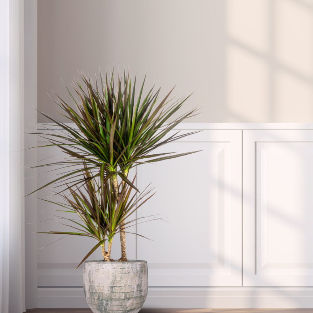 Dracaena Marginata "Magenta" - ⭥60cm
