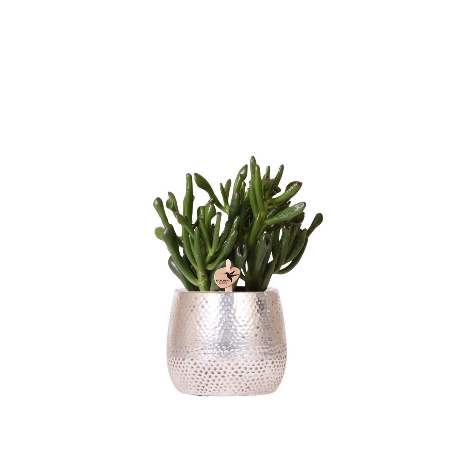 Sukkulente Crassula Ovata Hobbit - "Löffelbaum" - ⭥12cm