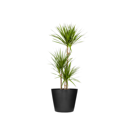 Dracaena Marginata "Green" - ⭥120cm