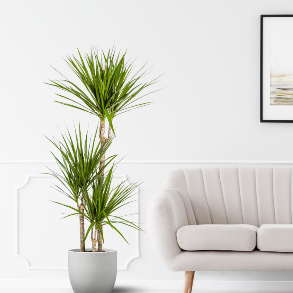 Dracaena Marginata "Green" - ⭥120cm