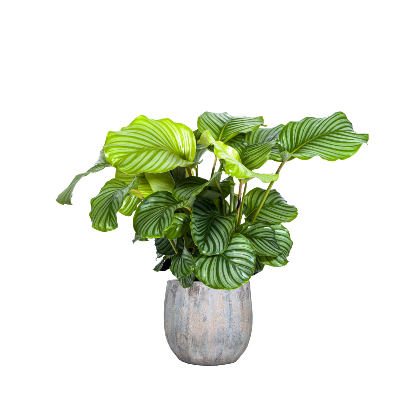 Calathea Orbifolia - ⭥80cm