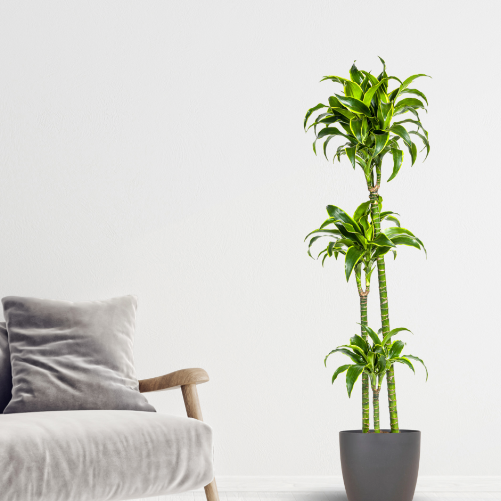 Dracaena Deremensis "Dorado" - ⭥130cm