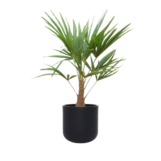 Trachycarpus Fortunei - "Chinesische Hanfpalme" - ⭥45cm