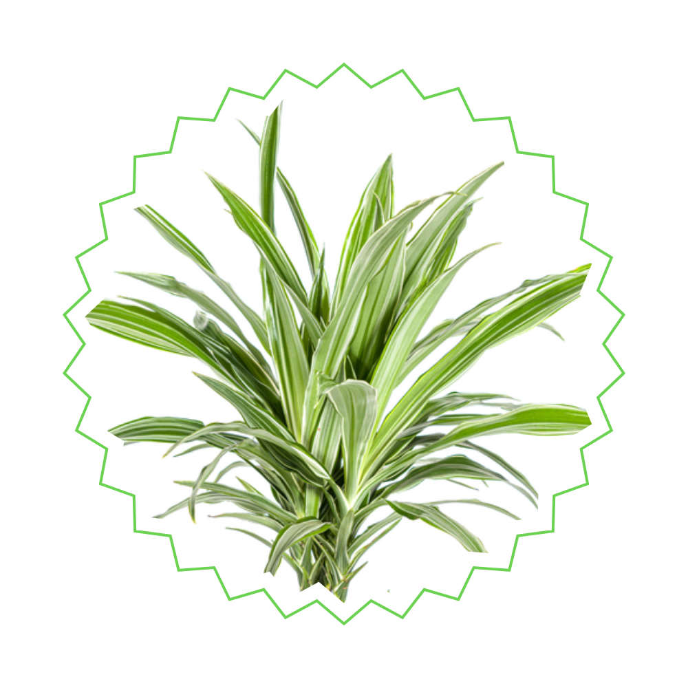 Dracaena Deremensis "White Stripe" - Drachenbaum - 〈⭥80cm〉