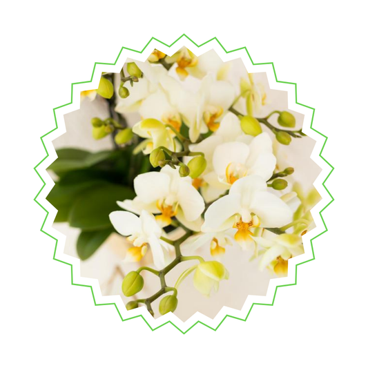 Weiße Orchidee "Lausanne" - ⭥35cm - mit Ziertopf Painted Stripe in Türkis