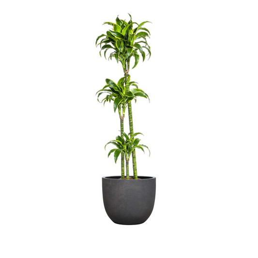 Dracaena Deremensis "Dorado" - ⭥130cm