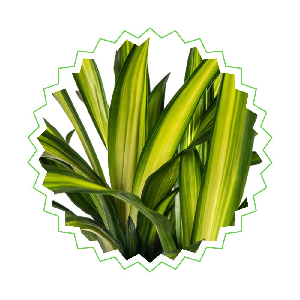 Dracaena Deremensis "Rikki" - ⭥100cm