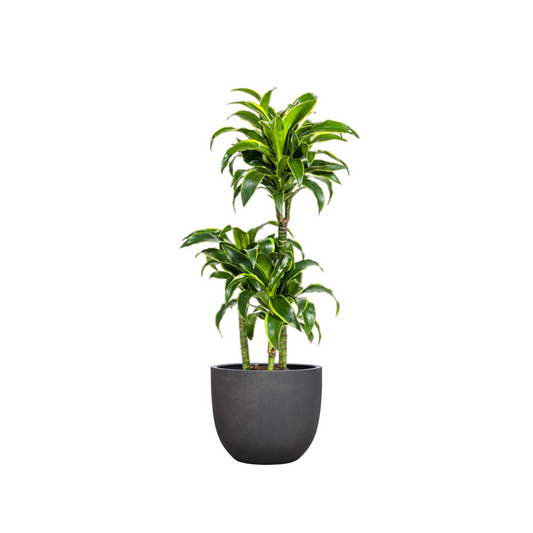 Dracaena Deremensis "Dorado" - ⭥110cm