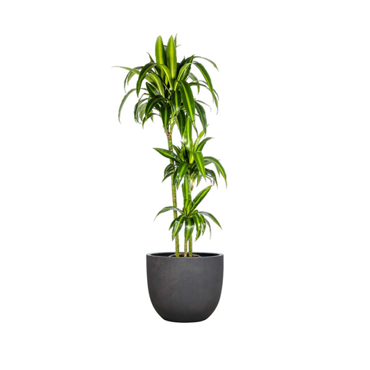 Dracaena Deremensis "Hawaiian Sunshine" - ⭥140cm