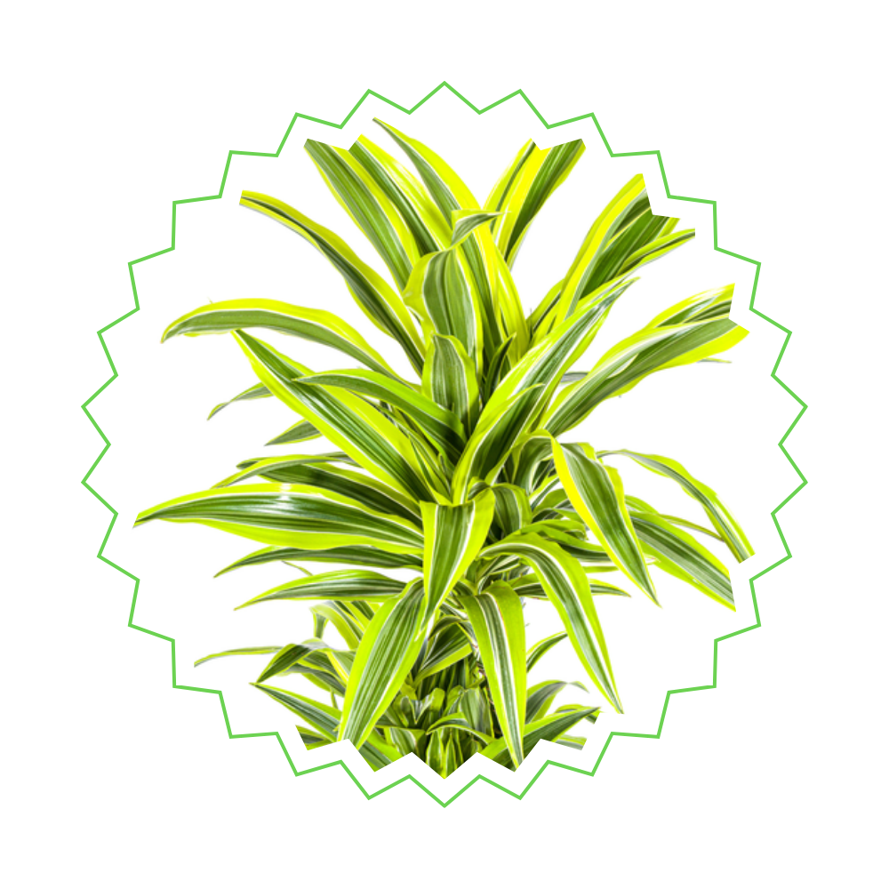 Dracaena Deremensis "Lemon Lime" - Drachenbaum - 〈⭥140cm〉