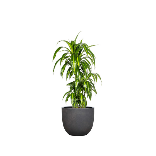 Dracaena Deremensis "Hawaiian Sunshine" - ⭥100cm