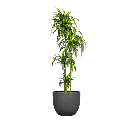 Dracaena Deremensis "Hawaiian Sunshine" - ⭥180cm