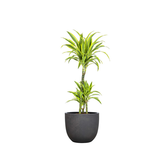 Dracaena Deremensis "Lemon Lime" - ⭥100cm
