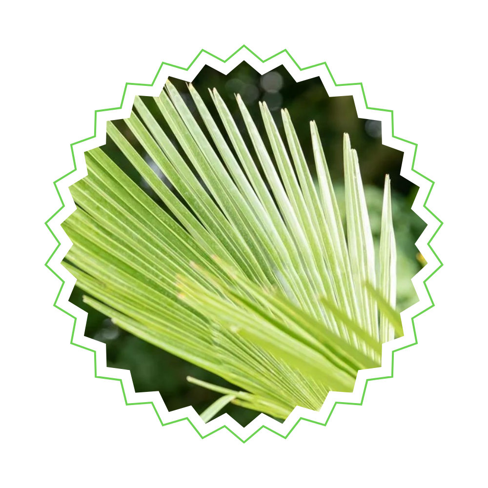 Trachycarpus Fortunei "Chinesische Hanfpalme"- ⭥100cm
