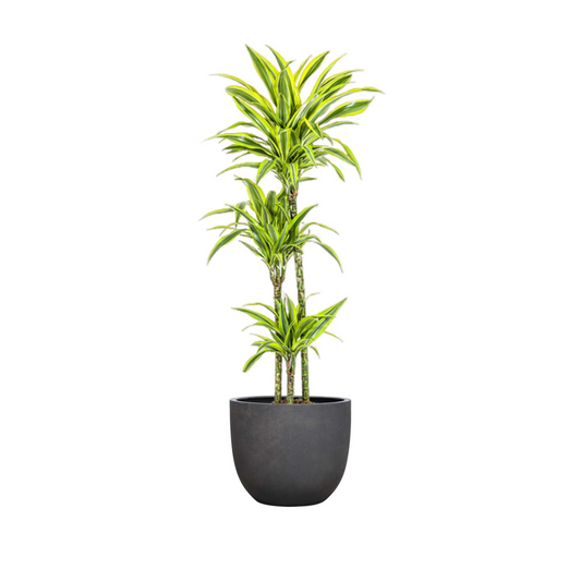 Dracaena Deremensis "Lemon Lime" - ⭥140cm