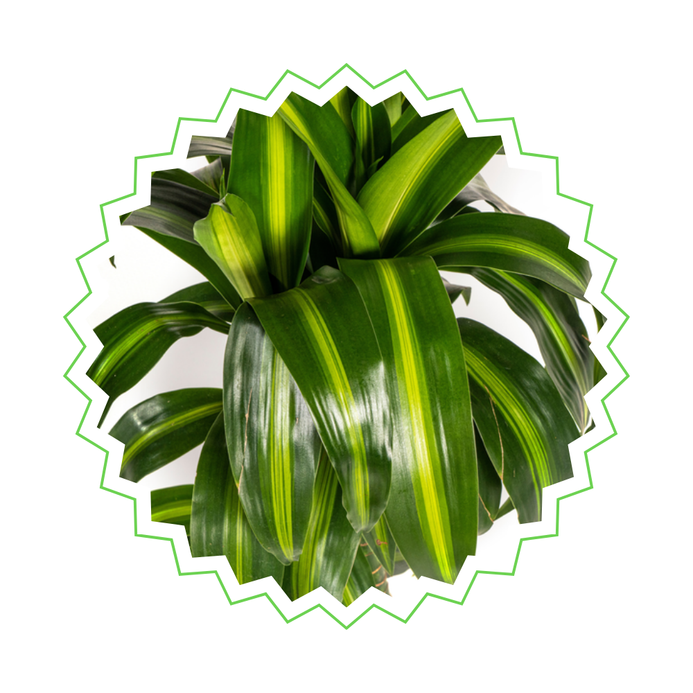 Dracaena Deremensis "Hawaiian Sunshine" - Drachenbaum - 〈⭥80cm〉