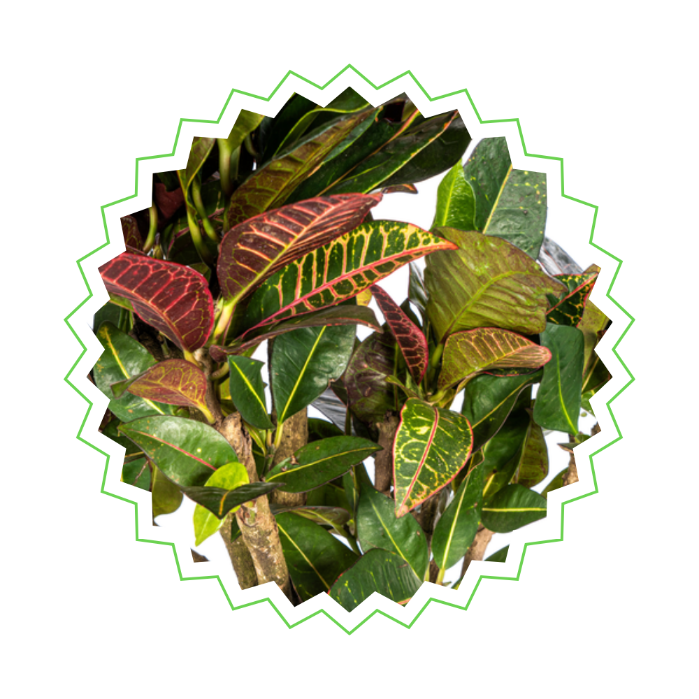 Croton Petra - Wunderstrauch - 〈⭥70cm〉